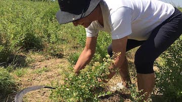 ラジャスタンヘナ